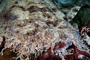 Raja Ampat 2019 - DSC07694_rc - Tasselled Wobbegon - Requin Tapis barbus -Eucrossorhinus Daypogon